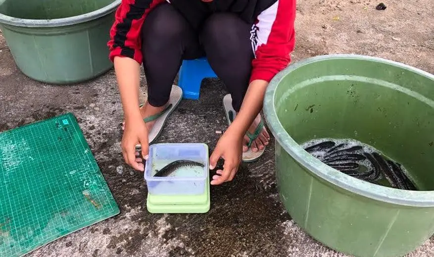 Cara Membuat Pakan Lele Organik