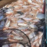 Cara Membuat Pelet Eceng Gondok untuk Pakan Ikan Nila
