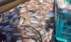 Cara Membuat Pelet Eceng Gondok untuk Pakan Ikan Nila