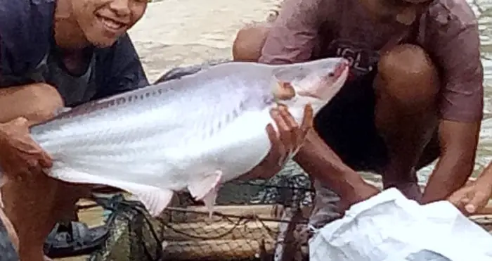 Cara Budidaya Ikan Patin Agar Cepat Besar