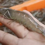 Cara Mempercepat Pertumbuhan Udang Vaname Agar Cepat Panen