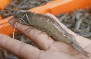 Cara Mempercepat Pertumbuhan Udang Vaname Agar Cepat Panen