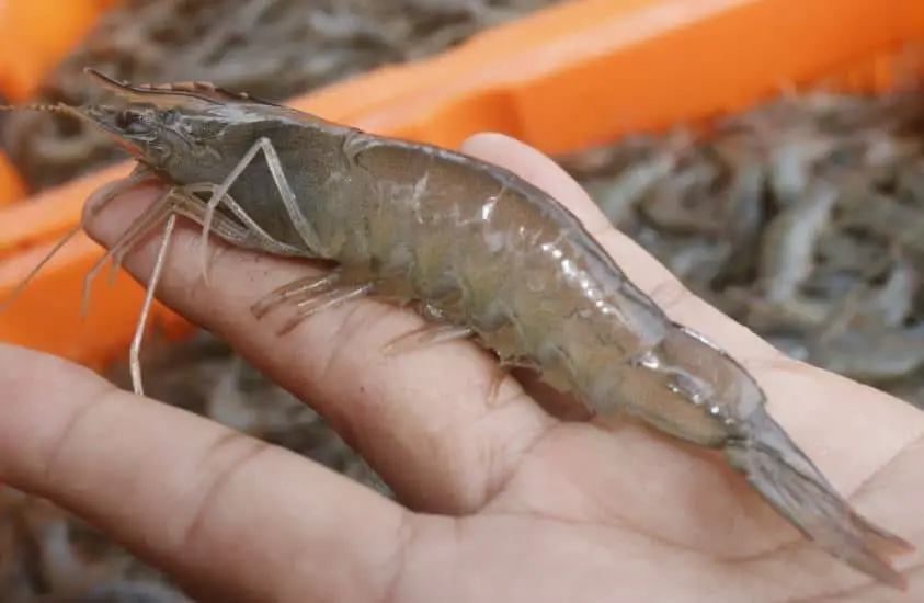 Cara Mempercepat Pertumbuhan Udang Vaname Agar Cepat Panen