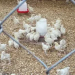 Cara Menghitung Kebutuhan Ayam Petelur Perhari Dengan Mudah