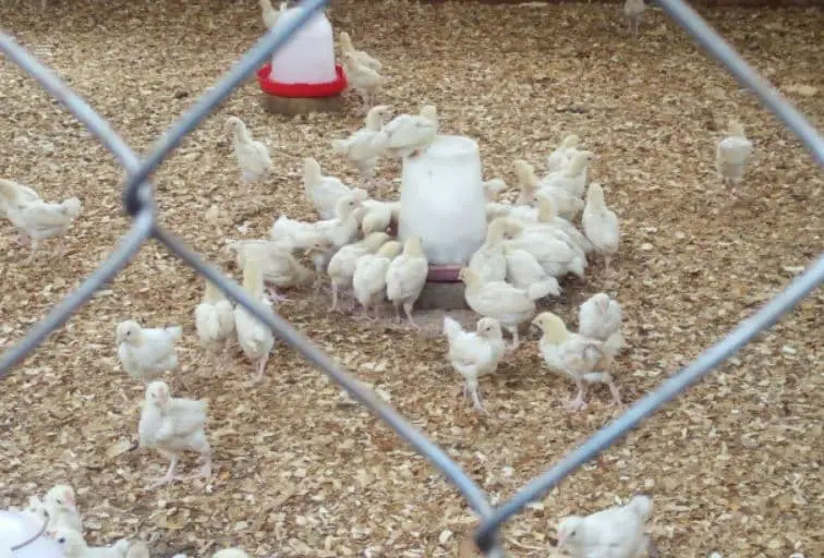 Cara Menghitung Kebutuhan Ayam Petelur Perhari Dengan Mudah