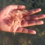 Cara Menurunkan Nitrit di Tambak Udang Dengan Cepat dan Mudah