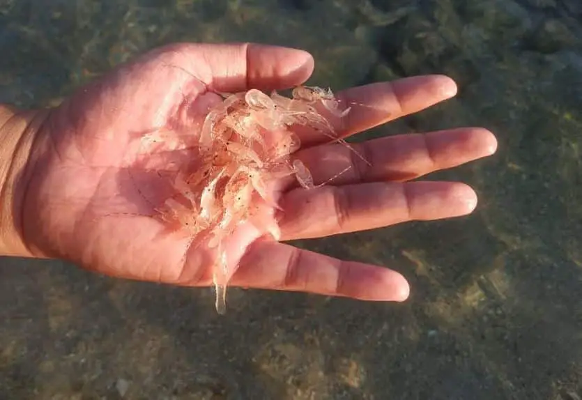 Cara Menurunkan Nitrit di Tambak Udang Dengan Cepat dan Mudah