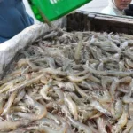 Cara Merawat Air Tambak Udang Vaname