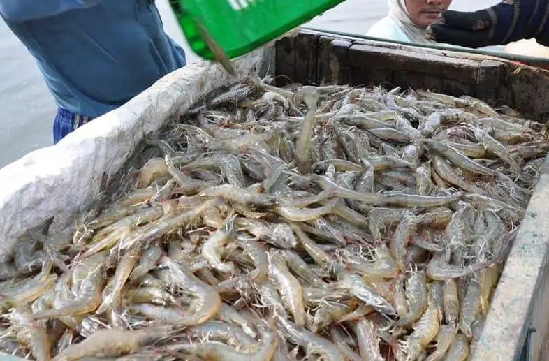 Cara Merawat Air Tambak Udang Vaname