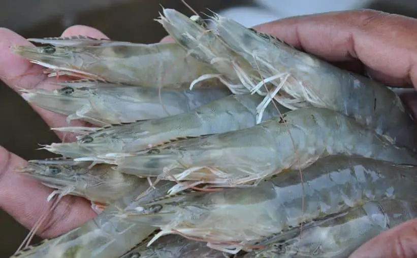 Cara Mudah Budidaya Udang Galah