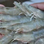 Cara Mudah Budidaya Udang Galah