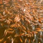 Cara Mudah Membuat Pakan Ikan Nila Alami