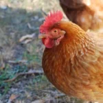 Cara Pemberian Pakan Ayam Broiler Yang Tepat dan Efektif