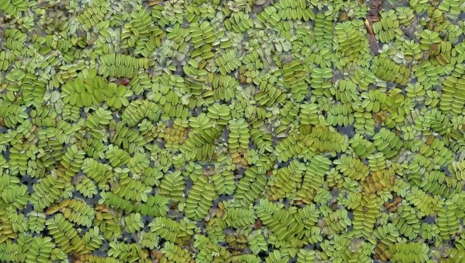 Cara Pemberian Pakan Ikan Nila Azolla sebagai Alternatif