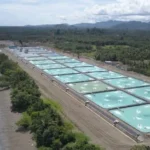 Cara Penggunaan EM4 untuk Tambak Udang
