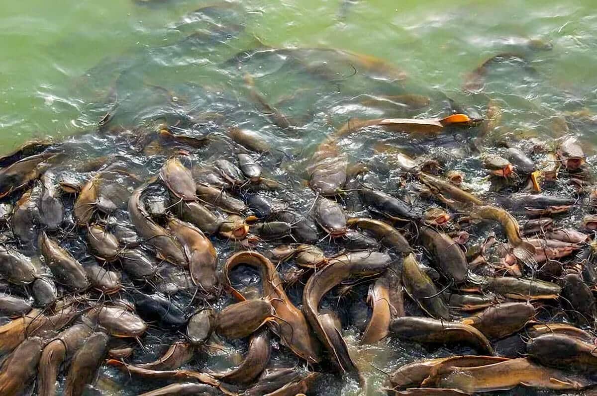 Cara Ternak Lele Dumbo: Memulai Bisnis Budidaya Ikan Lele untuk Peternak Pemula