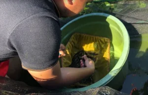 Cara Ternak Lele Hidroponik