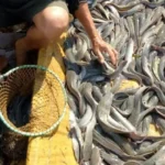 Cara Ternak Lele di Drum