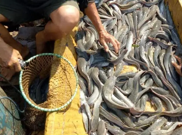 Cara Ternak Lele di Drum