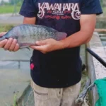 Fermentasi Pakan Ikan Nila