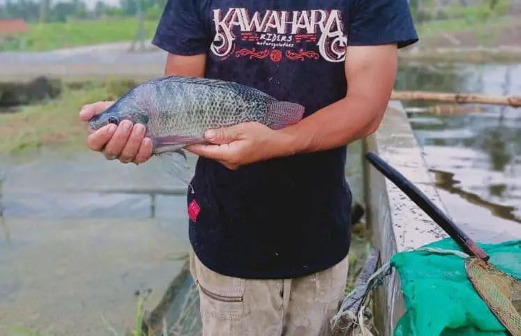 Fermentasi Pakan Ikan Nila