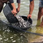 Fungsi dan Manfaat EM4 Perikanan dalam Budidaya Ikan dan Udang