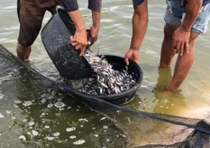 Fungsi dan Manfaat EM4 Perikanan dalam Budidaya Ikan dan Udang