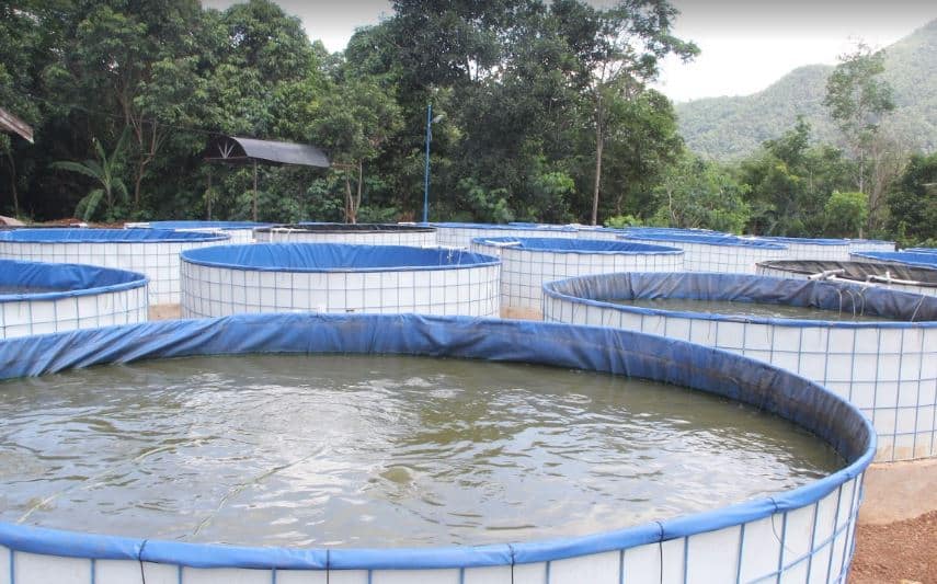 Fermentasi EM4 Perikanan: fungsi dan manfaat dalam Budidaya ikan dan udang