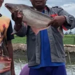 Jam Makan Ikan Patin Kolam terbaik