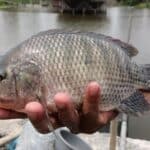 Jenis Ikan Nila Yang Cepat Besar Bagus Untuk Budidaya
