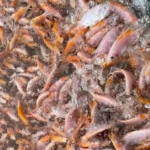 Jenis Ikan Nila Yang Cepat Besar dan Bagus Untuk Budidaya