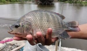 Jenis Ikan Nila Yang Cepat Besar Bagus Untuk Budidaya