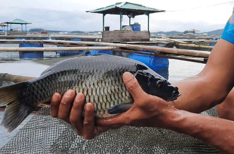 Jenis Lumut Makanan Ikan Nila
