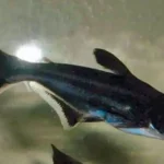 Jenis Makanan Ikan Patin Hias