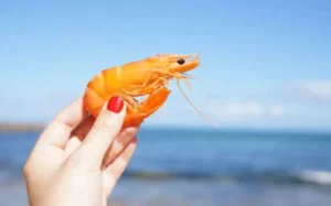 Jenis Makanan Ikan Patin agar Cepat Besar