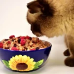 Jenis Makanan Kucing Yang Bagus