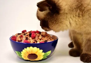 Jenis Makanan Kucing Yang Bagus