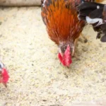 Jenis Pakan Ayam Pedaging Terbaik Nutrisi Tinggi
