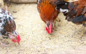 Jenis Pakan Ayam Pedaging Terbaik Nutrisi Tinggi