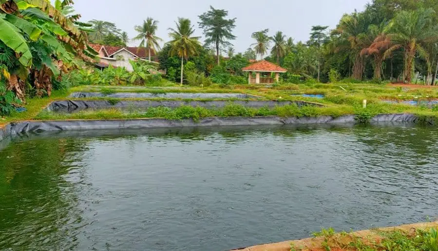 Jenis Pakan Ikan Nila Dalam Habitatnya