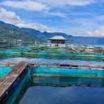 Jenis Pakan Ikan Patin Pokok dan Tambahan