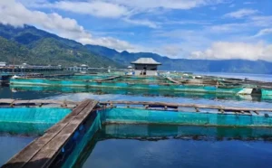 Jenis Pakan Ikan Patin Pokok dan Tambahan
