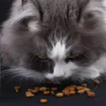 Jenis Pakan Kucing