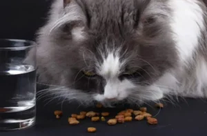 Jenis Pakan Kucing