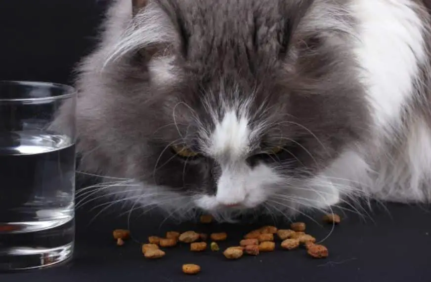 Jenis Pakan Kucing