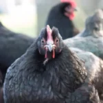 Jenis Pakan Starter Ayam Pedaging