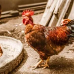 Jenis Pakan Starter Ayam Petelur