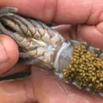 Jenis Pakan Udang Vaname Terbaik