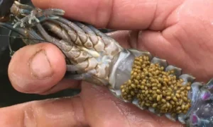Jenis Pakan Udang Vaname Terbaik