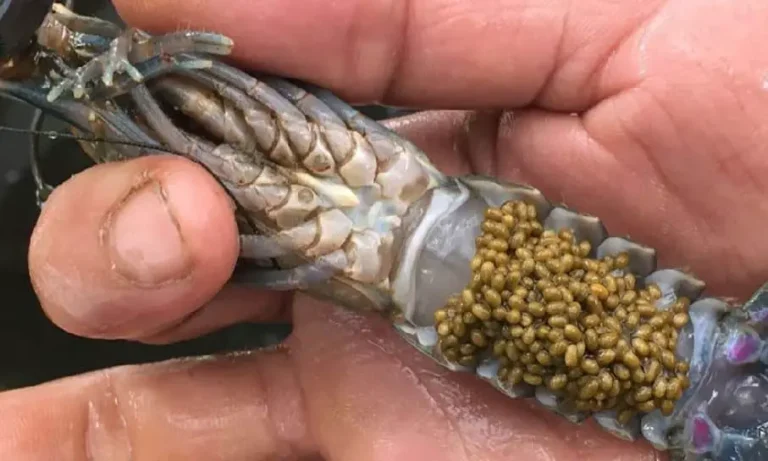 Jenis Pakan Udang Vaname Terbaik